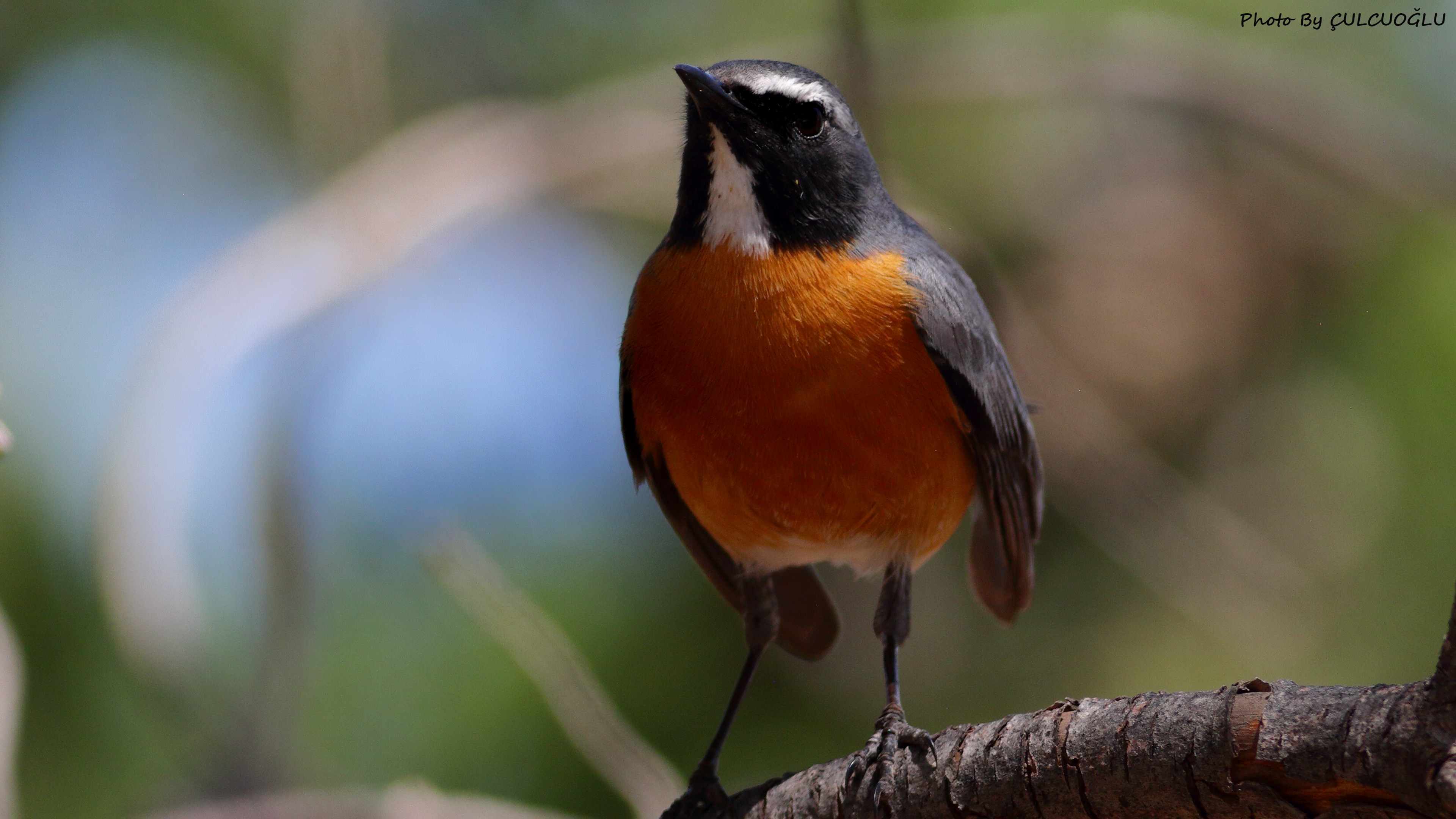 White-throated Robin